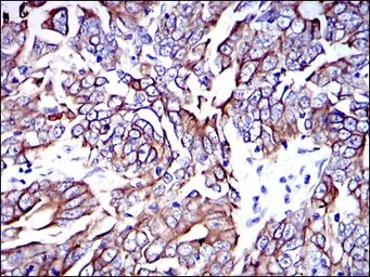 Anti-Cytokeratin 19 antibody [4E8] used in IHC (Paraffin sections) (IHC-P). GTX60480
