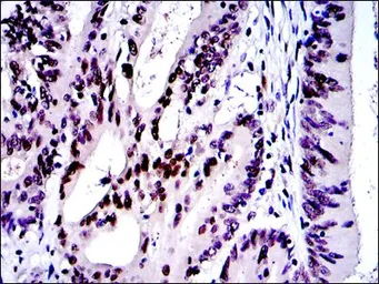 Anti-c-Jun antibody [4H9] used in IHC (Paraffin sections) (IHC-P). GTX60485