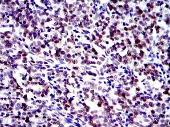 Anti-c-Jun antibody [4H9] used in IHC (Paraffin sections) (IHC-P). GTX60485