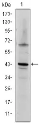 Anti-c-Jun antibody [4H9] used in Western Blot (WB). GTX60485
