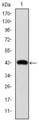 Anti-c-Jun antibody [4H9] used in Western Blot (WB). GTX60485