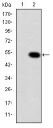 Anti-CRK antibody [3G11C1] used in Western Blot (WB). GTX60487