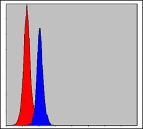 Anti-C/EBP beta antibody [3H9] used in Flow cytometry (FCM). GTX60489