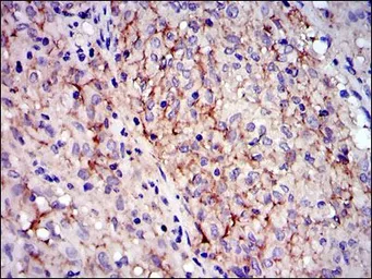 Anti-c-Kit antibody [1C5] used in IHC (Paraffin sections) (IHC-P). GTX60490