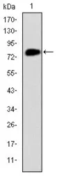 Anti-MCM2 antibody [2B3] used in Western Blot (WB). GTX60491