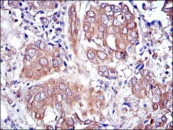 Anti-ERK1 antibody [1E5] used in IHC (Paraffin sections) (IHC-P). GTX60492