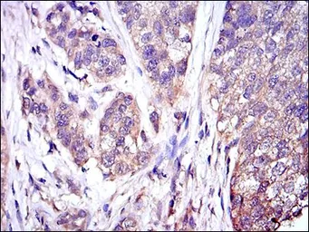 Anti-ERK1 antibody [1E5] used in IHC (Paraffin sections) (IHC-P). GTX60492