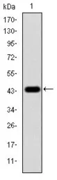 Anti-ERK1 antibody [1E5] used in Western Blot (WB). GTX60492