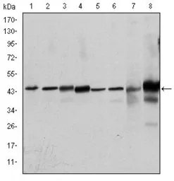 Anti-ERK1 antibody [1E5] used in Western Blot (WB). GTX60492