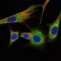 Anti-Prohibitin antibody [5H7] used in Immunocytochemistry/ Immunofluorescence (ICC/IF). GTX60495