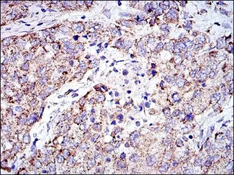 Anti-Prohibitin antibody [5H7] used in IHC (Paraffin sections) (IHC-P). GTX60495