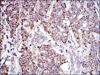 Anti-Prohibitin antibody [5H7] used in IHC (Paraffin sections) (IHC-P). GTX60495