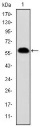 Anti-Prohibitin antibody [5H7] used in Western Blot (WB). GTX60495