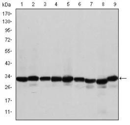 Anti-Prohibitin antibody [5H7] used in Western Blot (WB). GTX60495