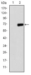 Anti-PGC1 alpha antibody [1G8] used in Western Blot (WB). GTX60496