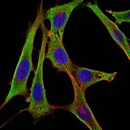 Anti-Fibrinogen gamma antibody [5A6] used in Immunocytochemistry/ Immunofluorescence (ICC/IF). GTX60498