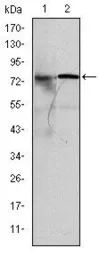 Anti-KIF22 antibody [5F3] used in Western Blot (WB). GTX60506