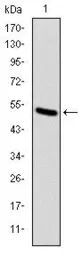 Anti-KIF22 antibody [5F3] used in Western Blot (WB). GTX60506