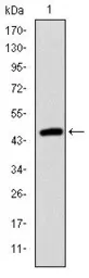 Anti-Troponin I fast skeletal muscle antibody [2F12A11] used in Western Blot (WB). GTX60507