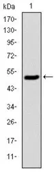 Anti-KIF22 antibody [1E3] used in Western Blot (WB). GTX60508