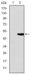 Anti-KIF22 antibody [1E3] used in Western Blot (WB). GTX60508