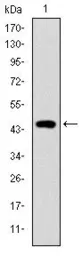 Anti-Troponin I fast skeletal muscle antibody [2F12A8] used in Western Blot (WB). GTX60509