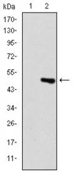 Anti-Troponin I fast skeletal muscle antibody [2F12A8] used in Western Blot (WB). GTX60509