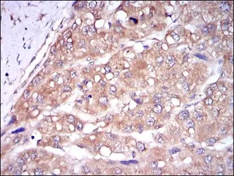 Anti-Caspase 8 antibody [1H11] used in IHC (Paraffin sections) (IHC-P). GTX60510