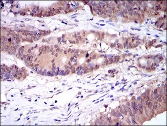 Anti-Caspase 8 antibody [1H11] used in IHC (Paraffin sections) (IHC-P). GTX60510