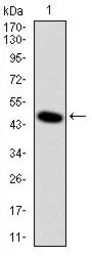 Anti-DLK1 antibody [3A10] used in Western Blot (WB). GTX60511
