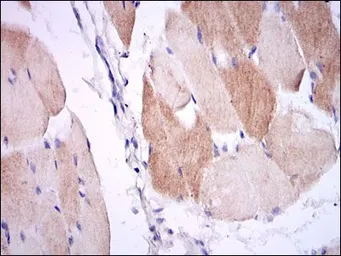 Anti-IL1 beta antibody [3A6] used in IHC (Paraffin sections) (IHC-P). GTX60513