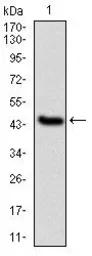 Anti-IL1 beta antibody [3A6] used in Western Blot (WB). GTX60513