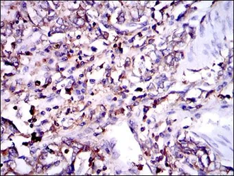Anti-G6PD antibody [5E12] used in IHC (Paraffin sections) (IHC-P). GTX60515