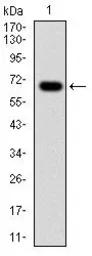 Anti-G6PD antibody [5E12] used in Western Blot (WB). GTX60515