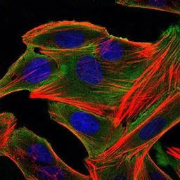 Anti-RSK2 antibody [4E10] used in Immunocytochemistry/ Immunofluorescence (ICC/IF). GTX60517