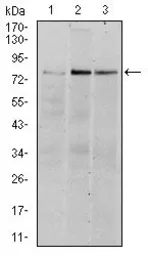 Anti-RSK2 antibody [4E10] used in Western Blot (WB). GTX60517