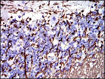 Anti-Myelin basic protein antibody [2H9] used in IHC (Paraffin sections) (IHC-P). GTX60519