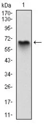 Anti-Myelin basic protein antibody [2H9] used in Western Blot (WB). GTX60519