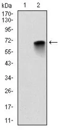 Anti-Myelin basic protein antibody [2H9] used in Western Blot (WB). GTX60519