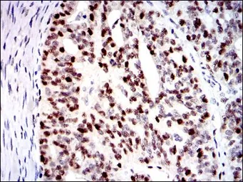 Anti-MCM2 antibody [1E7] used in IHC (Paraffin sections) (IHC-P). GTX60520