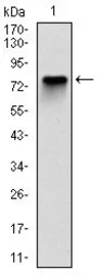 Anti-MCM2 antibody [1E7] used in Western Blot (WB). GTX60520
