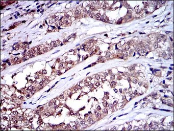 Anti-Src antibody [1F11] used in IHC (Paraffin sections) (IHC-P). GTX60521