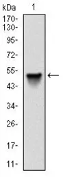 Anti-Src antibody [1F11] used in Western Blot (WB). GTX60521