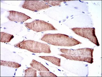 Anti-MEK7 antibody [4E5] used in IHC (Paraffin sections) (IHC-P). GTX60522