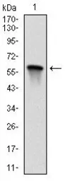 Anti-MEK7 antibody [4E5] used in Western Blot (WB). GTX60522