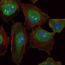 Anti-SKP1 antibody [4E11] used in Immunocytochemistry/ Immunofluorescence (ICC/IF). GTX60525