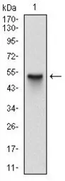 Anti-SKP1 antibody [4E11] used in Western Blot (WB). GTX60525
