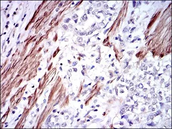 Anti-GSTM1 antibody [1H4A4] used in IHC (Paraffin sections) (IHC-P). GTX60526