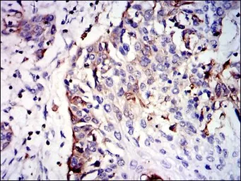 Anti-GSTM1 antibody [1H4F2] used in IHC (Paraffin sections) (IHC-P). GTX60527