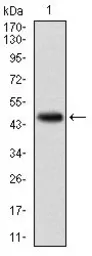 Anti-KCNQ1 antibody [5E12] used in Western Blot (WB). GTX60528